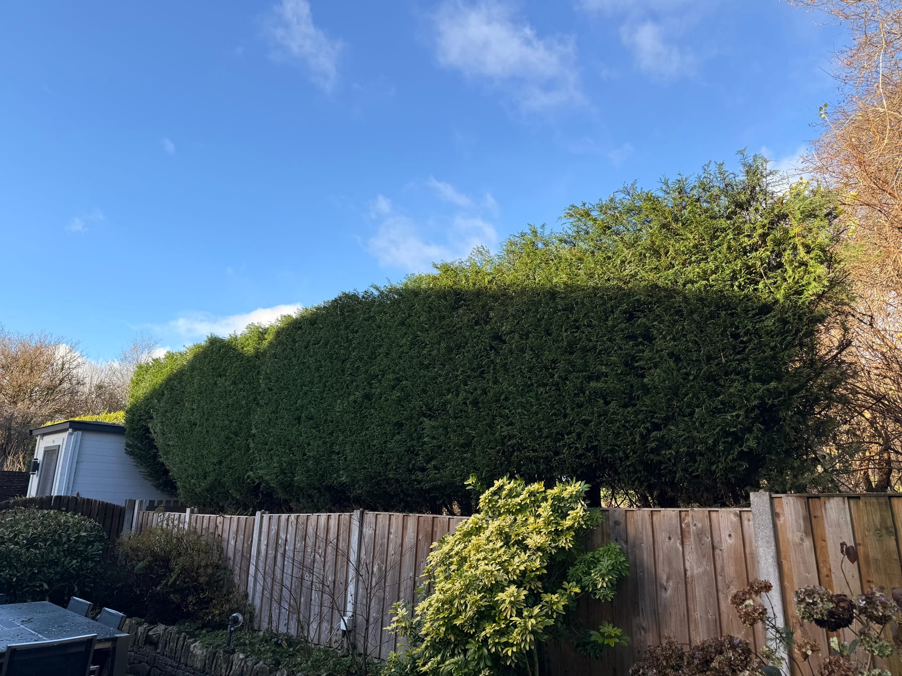 Completed hedge work by Lumberjack Tree Services